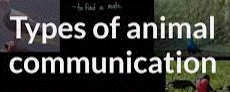 types of animal
                                            communication