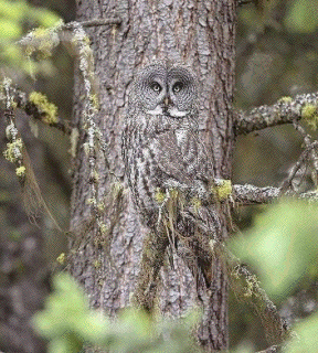 Owl Camouflage